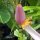 Bananen-Blüte